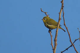 Cape White-eye