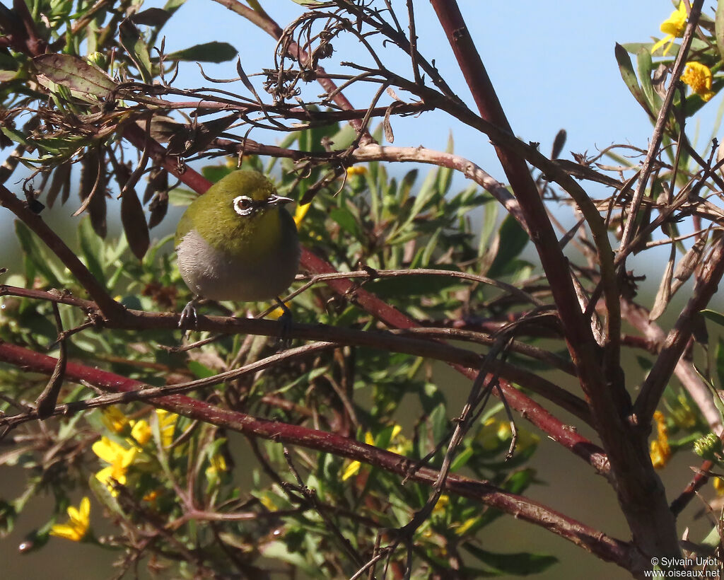 Cape White-eyeadult