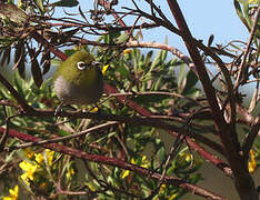 Cape White-eye