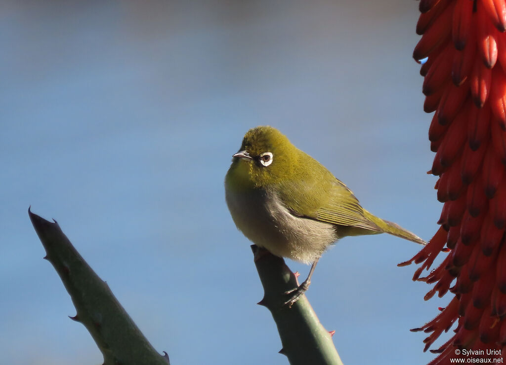 Cape White-eyeadult