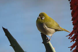 Cape White-eye