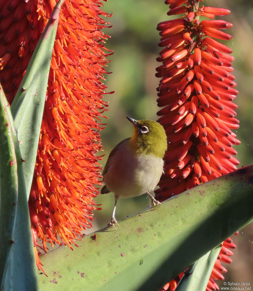 Cape White-eyeadult