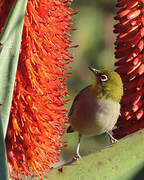 Cape White-eye