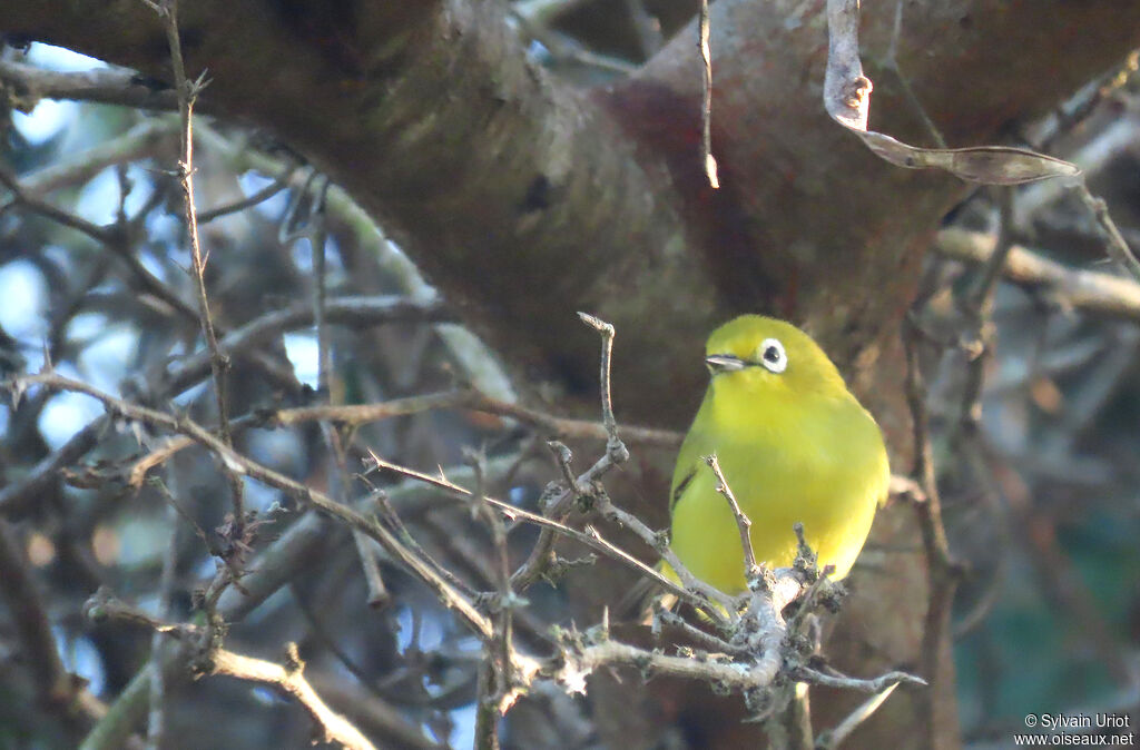 Southern Yellow White-eyeadult