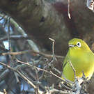 Zostérops jaune du Sud