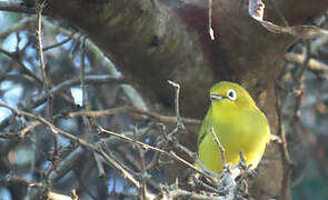 Southern Yellow White-eye