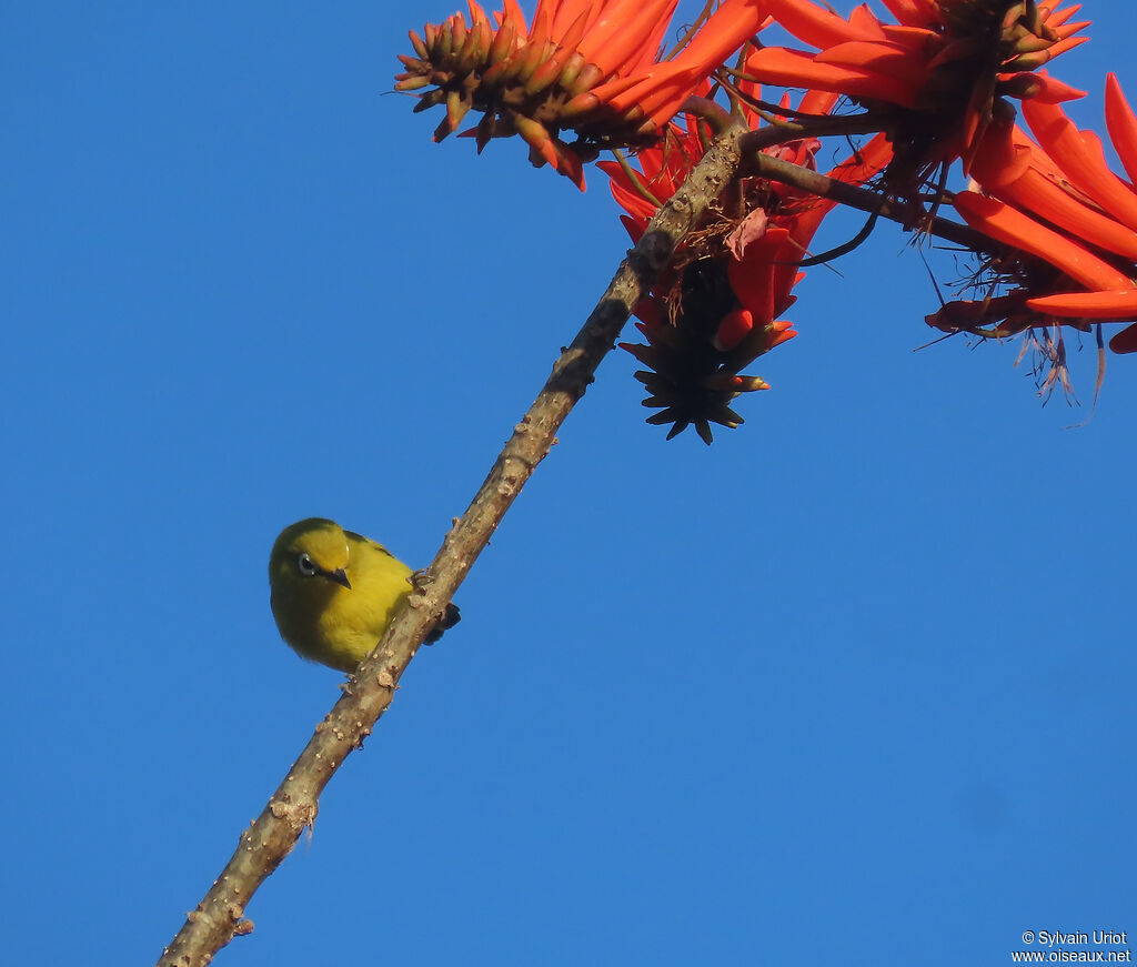 Zostérops jaune du Sudadulte