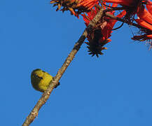 Southern Yellow White-eye