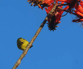 Zostérops jaune du Sud