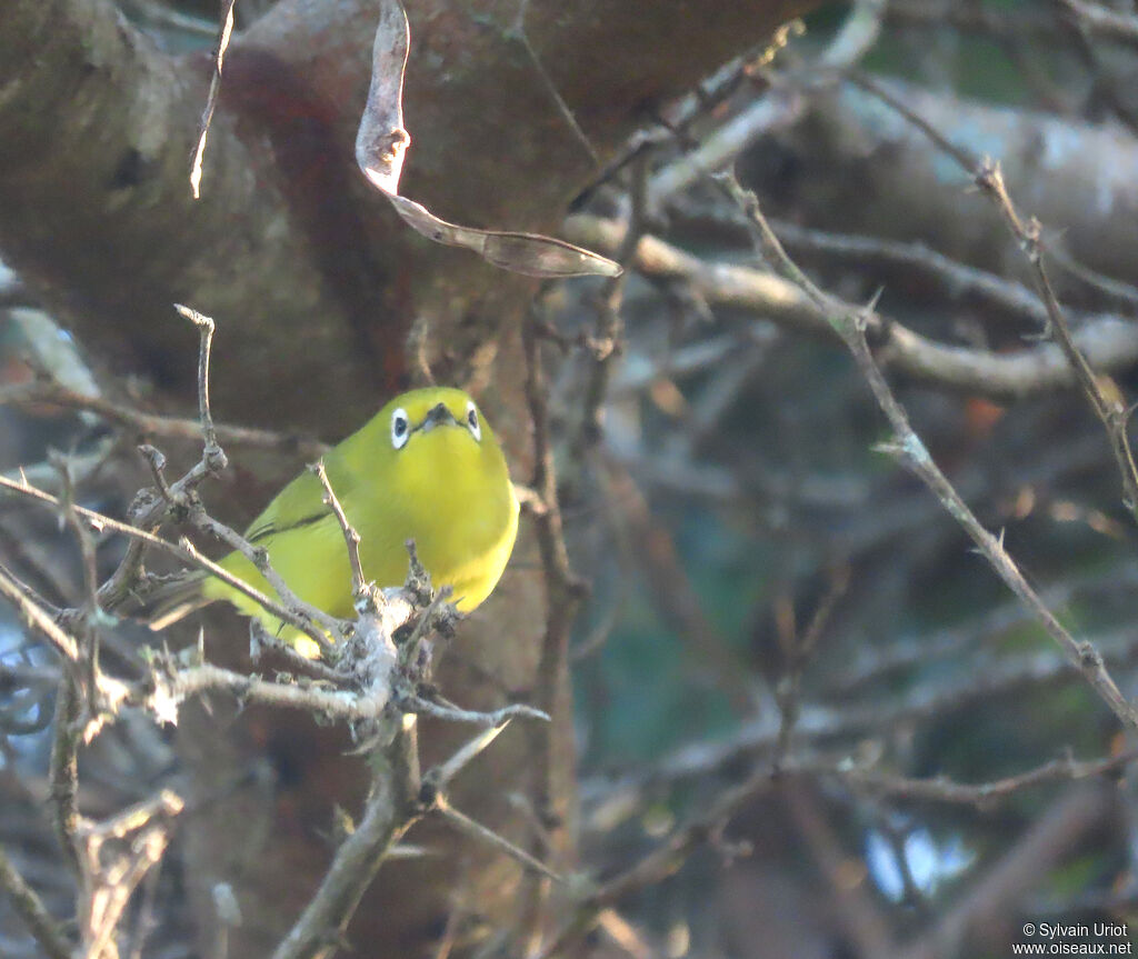 Southern Yellow White-eyeadult