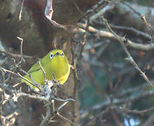 Southern Yellow White-eye