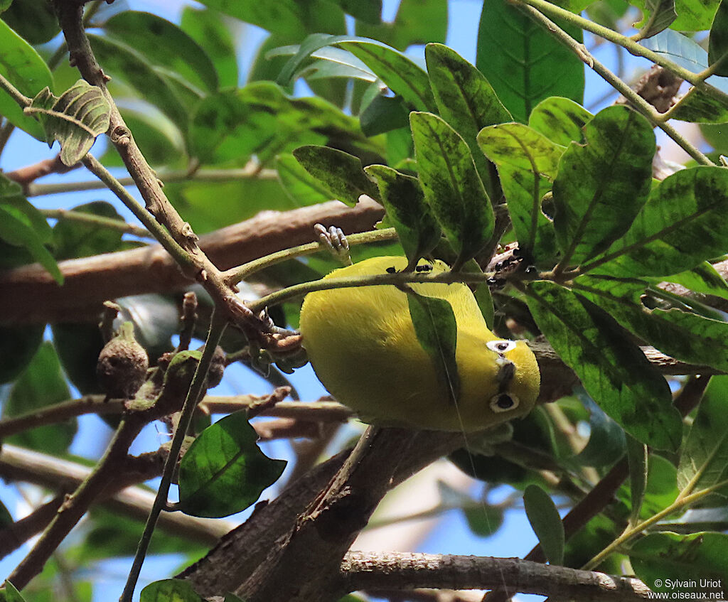 Southern Yellow White-eye