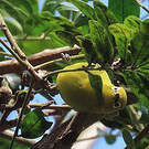 Zostérops jaune du Sud