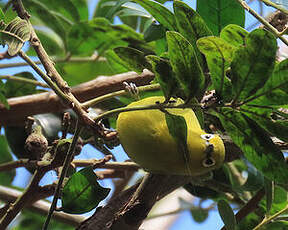 Zostérops jaune du Sud