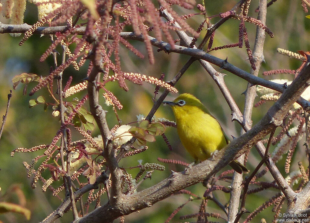 Southern Yellow White-eye