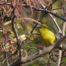 Zostérops jaune du Sud