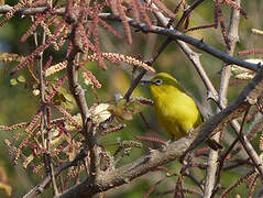 Southern Yellow White-eye