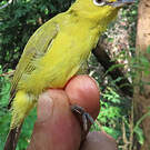 Zostérops jaune