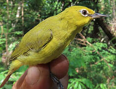 Northern Yellow White-eye