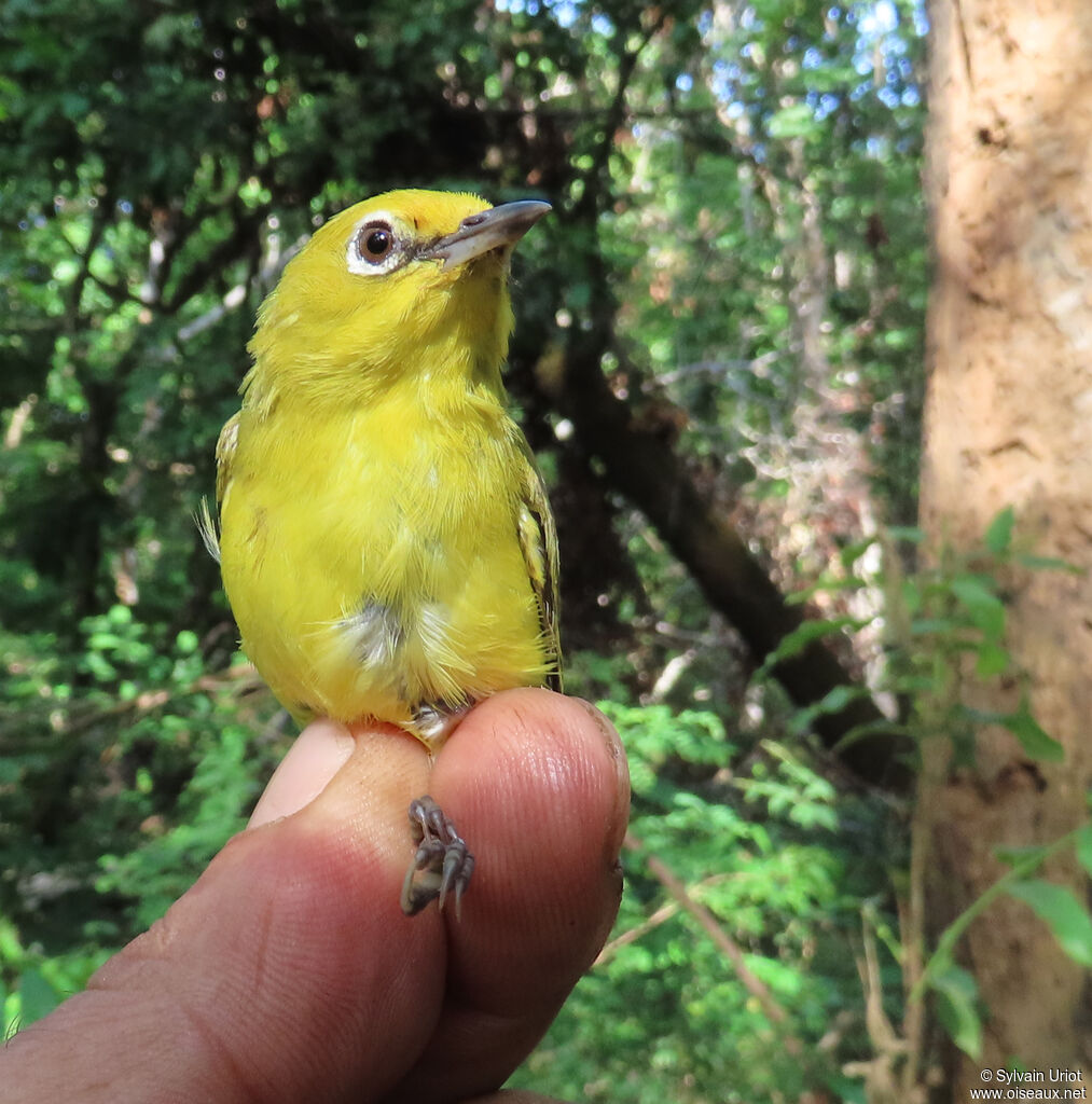 Northern Yellow White-eyeadult