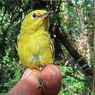 Zostérops jaune