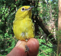 Northern Yellow White-eye