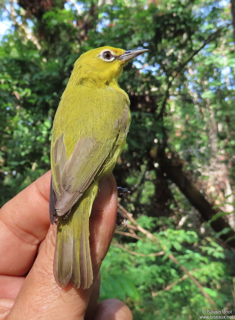 Northern Yellow White-eyeadult