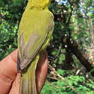 Zostérops jaune
