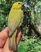 Northern Yellow White-eye