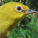 Zostérops jaune