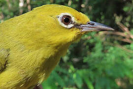 Northern Yellow White-eye