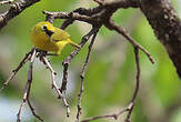 Zostérops jaune