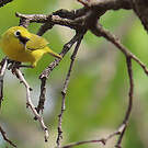 Zostérops jaune