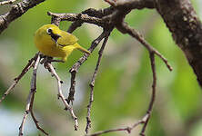 Zostérops jaune