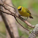 Zostérops jaune