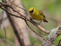 Zostérops jaune