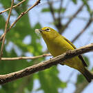 Zostérops jaune