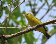 Zostérops jaune