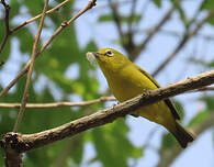 Zostérops jaune