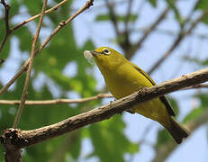 Zostérops jaune