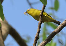 Zostérops jaune