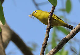 Zostérops jaune
