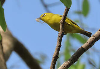 Zostérops jaune