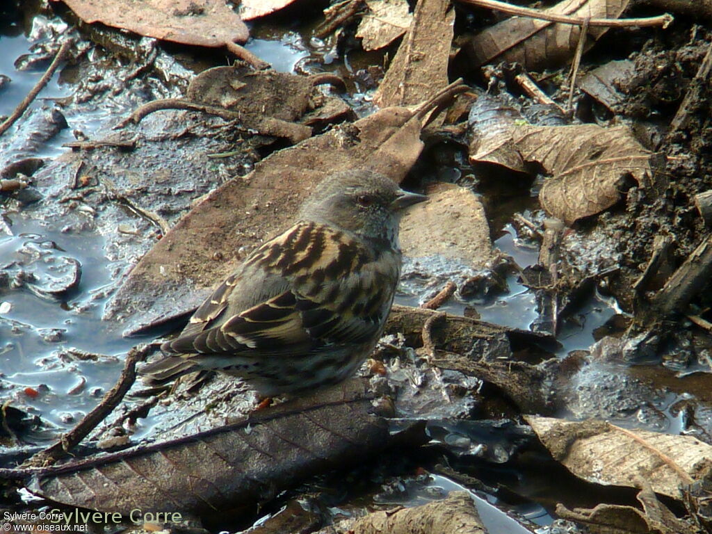 Altai Accentoradult