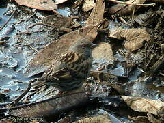 Altai Accentor