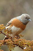 Robin Accentor