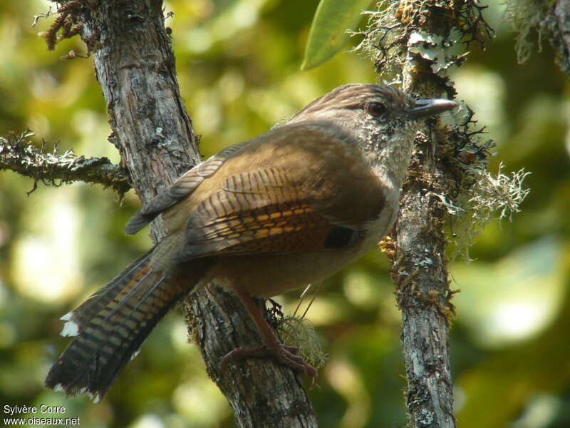 Hoary-throated Barwingadult, identification