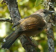 Hoary-throated Barwing