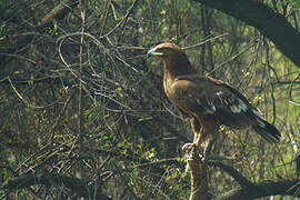 Greater Spotted Eagle