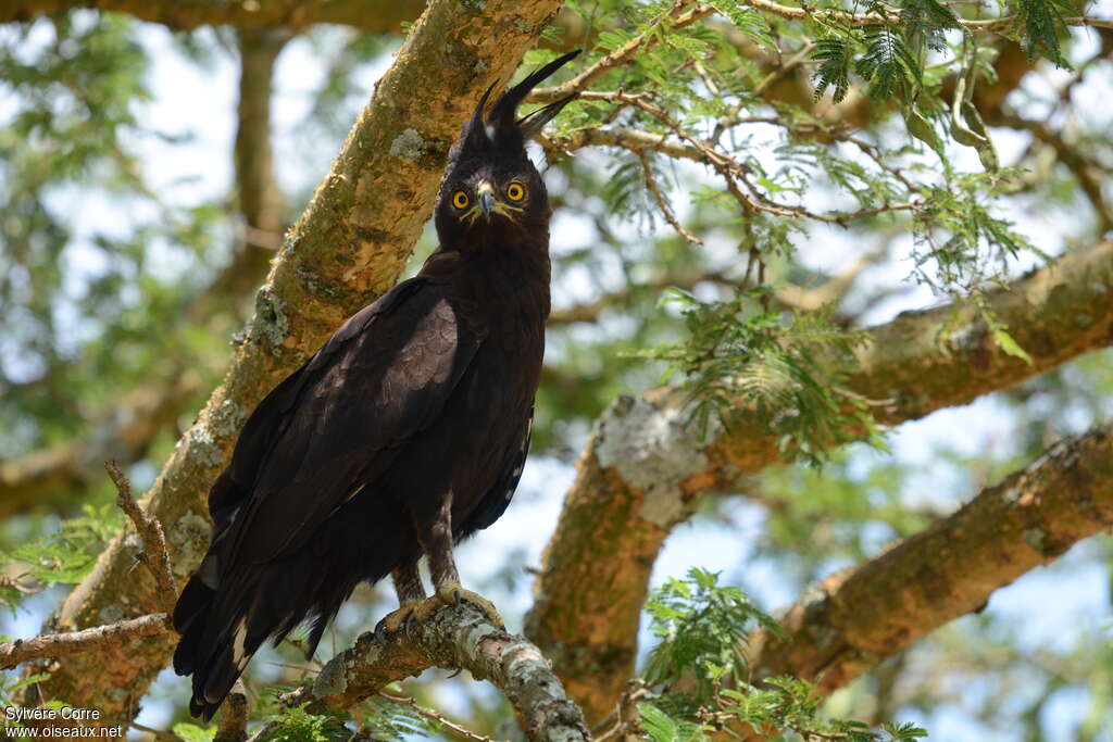 Long-crested Eagleadult